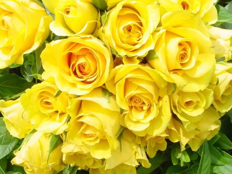 10 loại hoa tặng mẹ lễ Vu Lan giàu ý nghĩa nhất