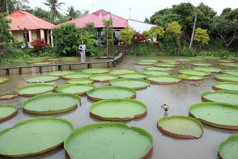 Khám phá Đồng Tháp mùa du lịch có gì đặc biệt khiến dân tình đổ xô tới?