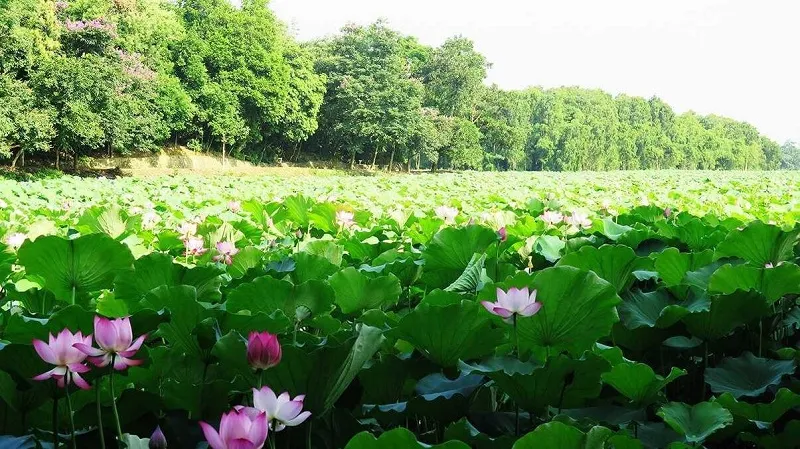 Top 10 điểm du lịch quanh Hà Nội chưa đến 100km bạn nên đi