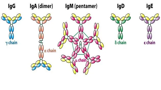 Kháng thể là gì? Sự hình thành và vai trò của kháng thể